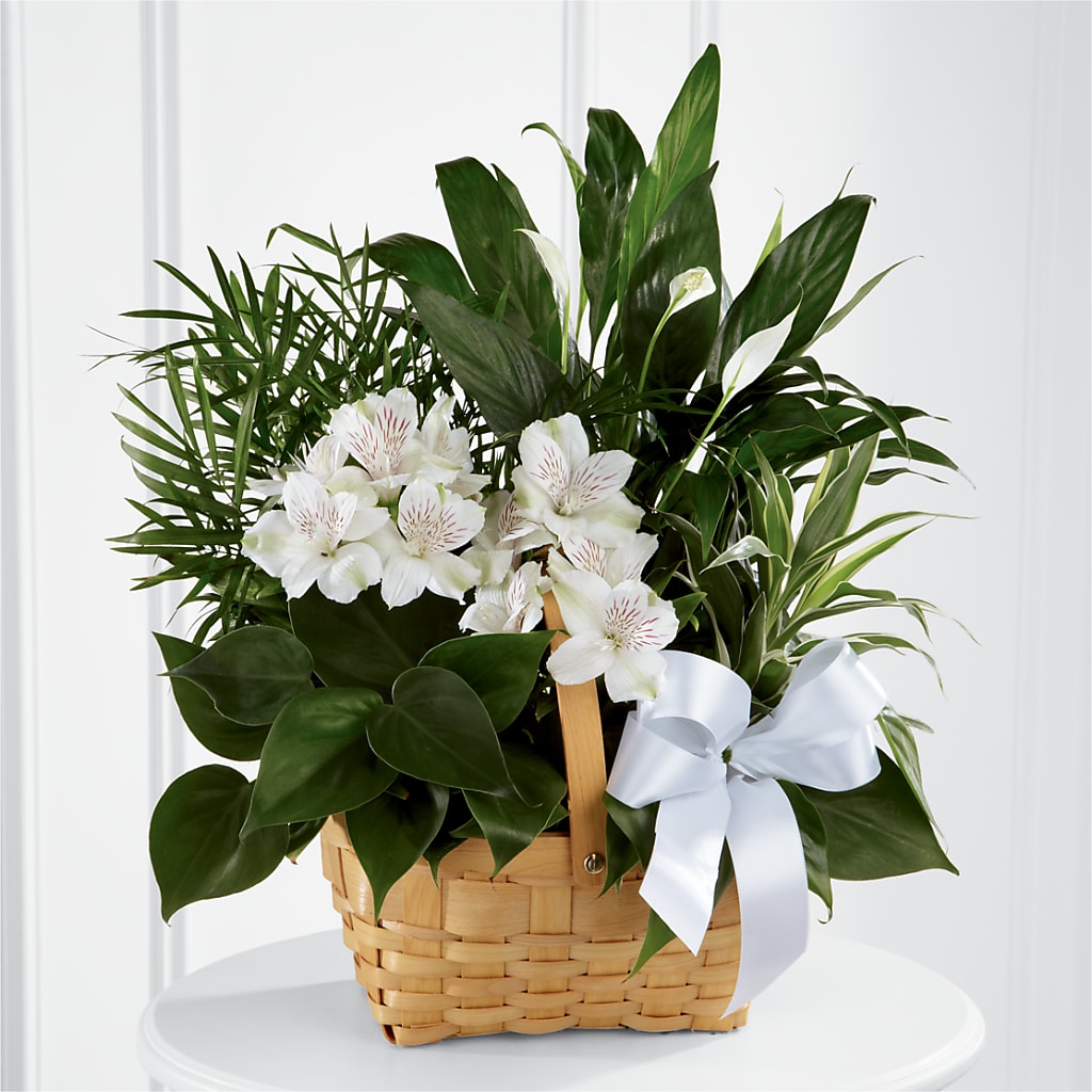 Peace & Serenity Dishgarden – CHESAPEAKE FLORAL & GIFTS, Chesapeake VA