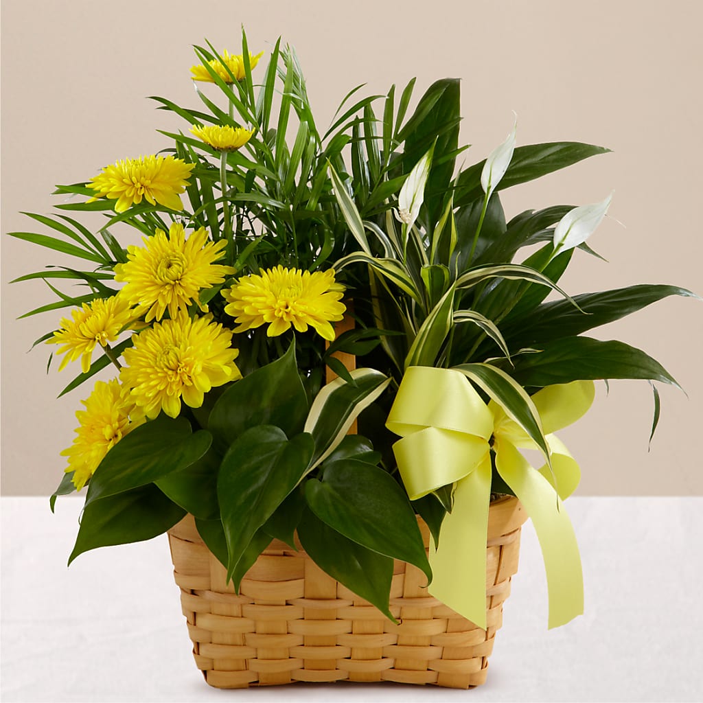 Loving Light Dishgarden – CHESAPEAKE FLORAL & GIFTS, Chesapeake VA