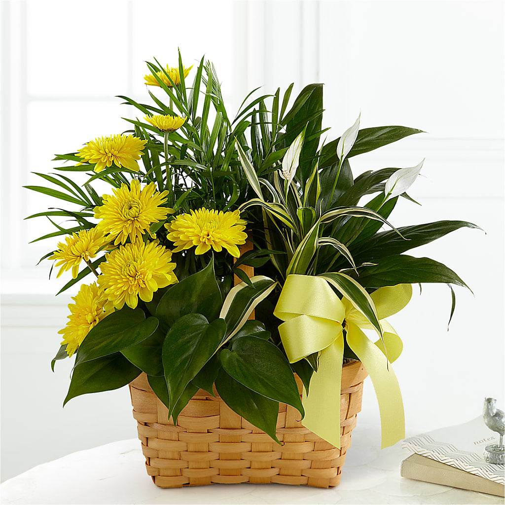 Loving Light Dishgarden – CHESAPEAKE FLORAL & GIFTS, Chesapeake VA