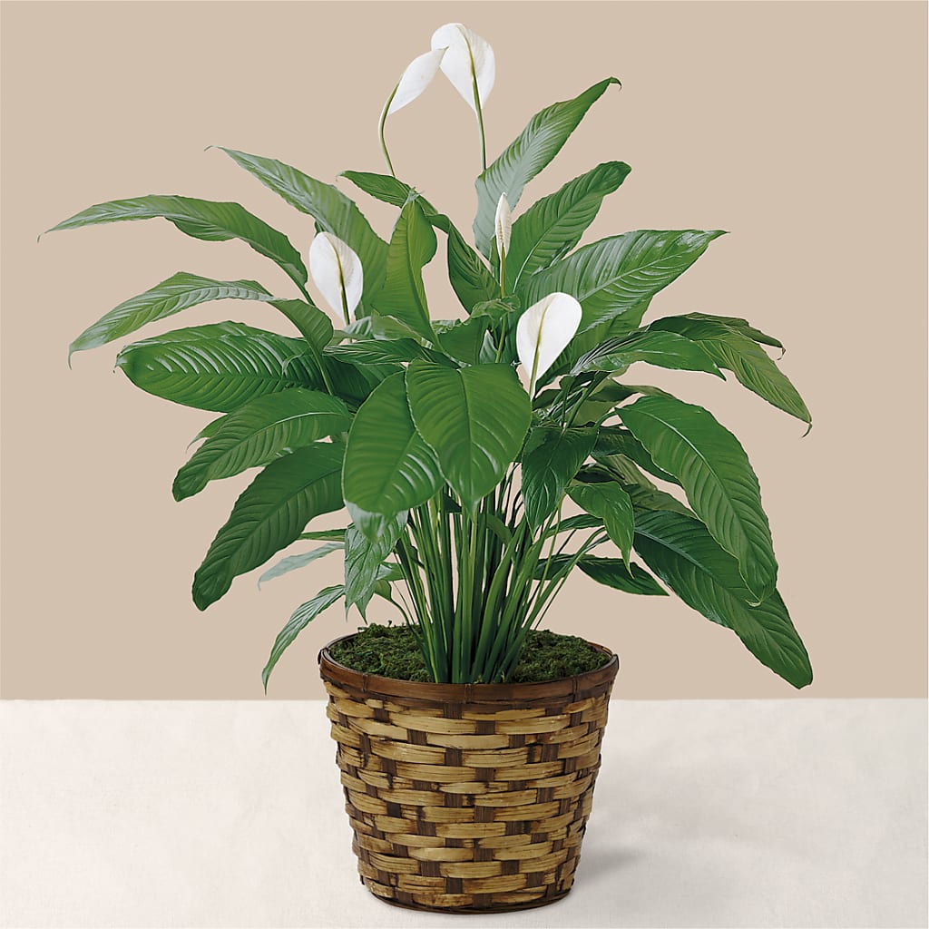 Tranquil Moments Peace Lily Plant – CHESAPEAKE FLORAL & GIFTS, Chesapeake VA