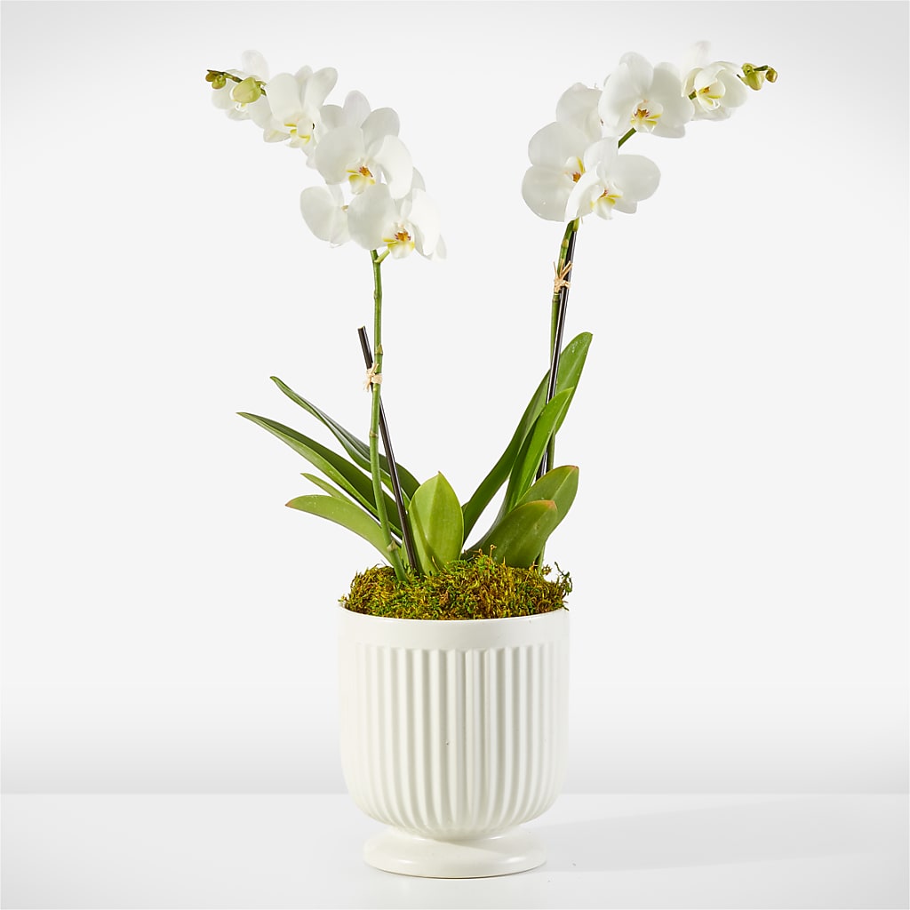 Whispering White Orchid – CHESAPEAKE FLORAL & GIFTS, Chesapeake VA