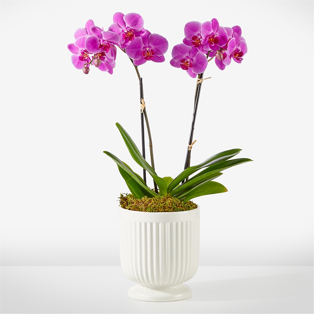 Friendly Fuchsia Orchid – CHESAPEAKE FLORAL & GIFTS, Chesapeake VA