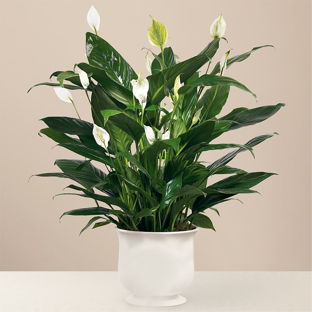 Comfort Planter – CHESAPEAKE FLORAL & GIFTS, Chesapeake VA
