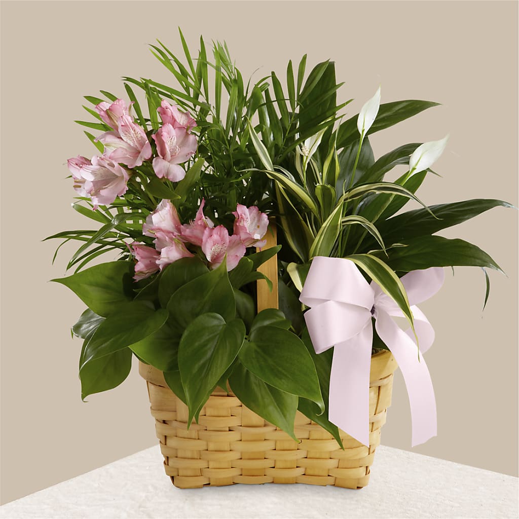 Living Spirit Dishgarden – CHESAPEAKE FLORAL & GIFTS, Chesapeake VA