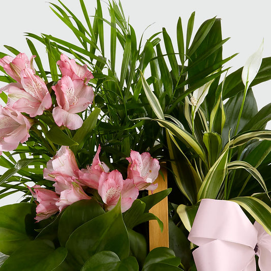Living Spirit Dishgarden – CHESAPEAKE FLORAL & GIFTS, Chesapeake VA