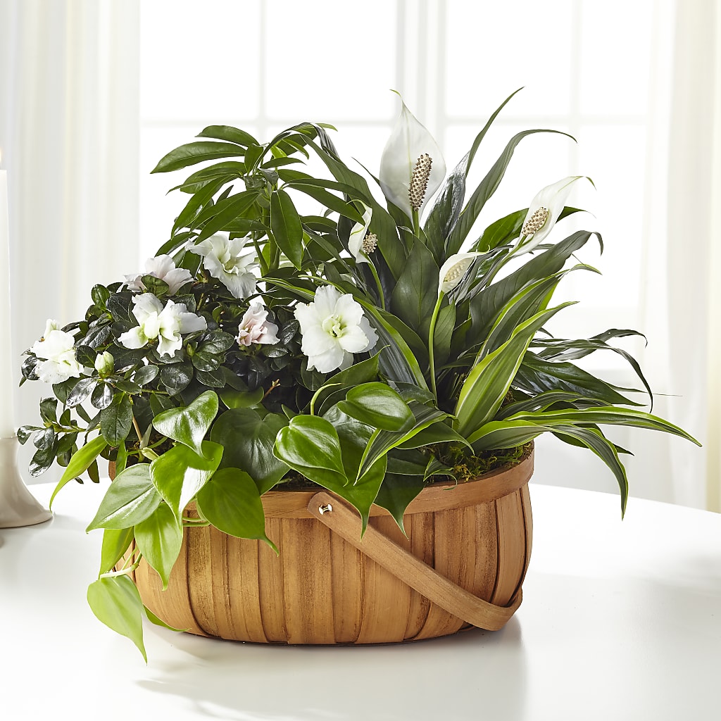 Serene Dishgarden – CHESAPEAKE FLORAL & GIFTS, Chesapeake VA