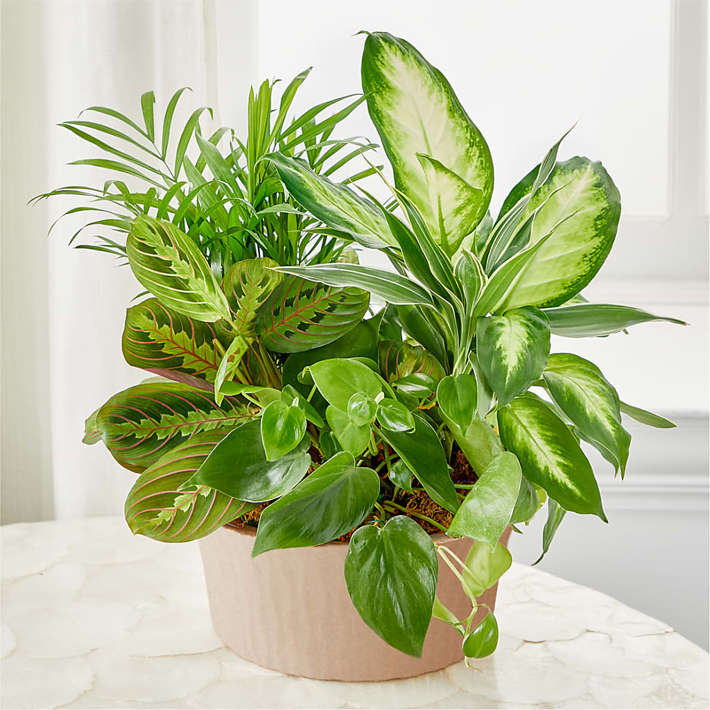 Balance & Harmony Dishgarden – CHESAPEAKE FLORAL & GIFTS, Chesapeake VA