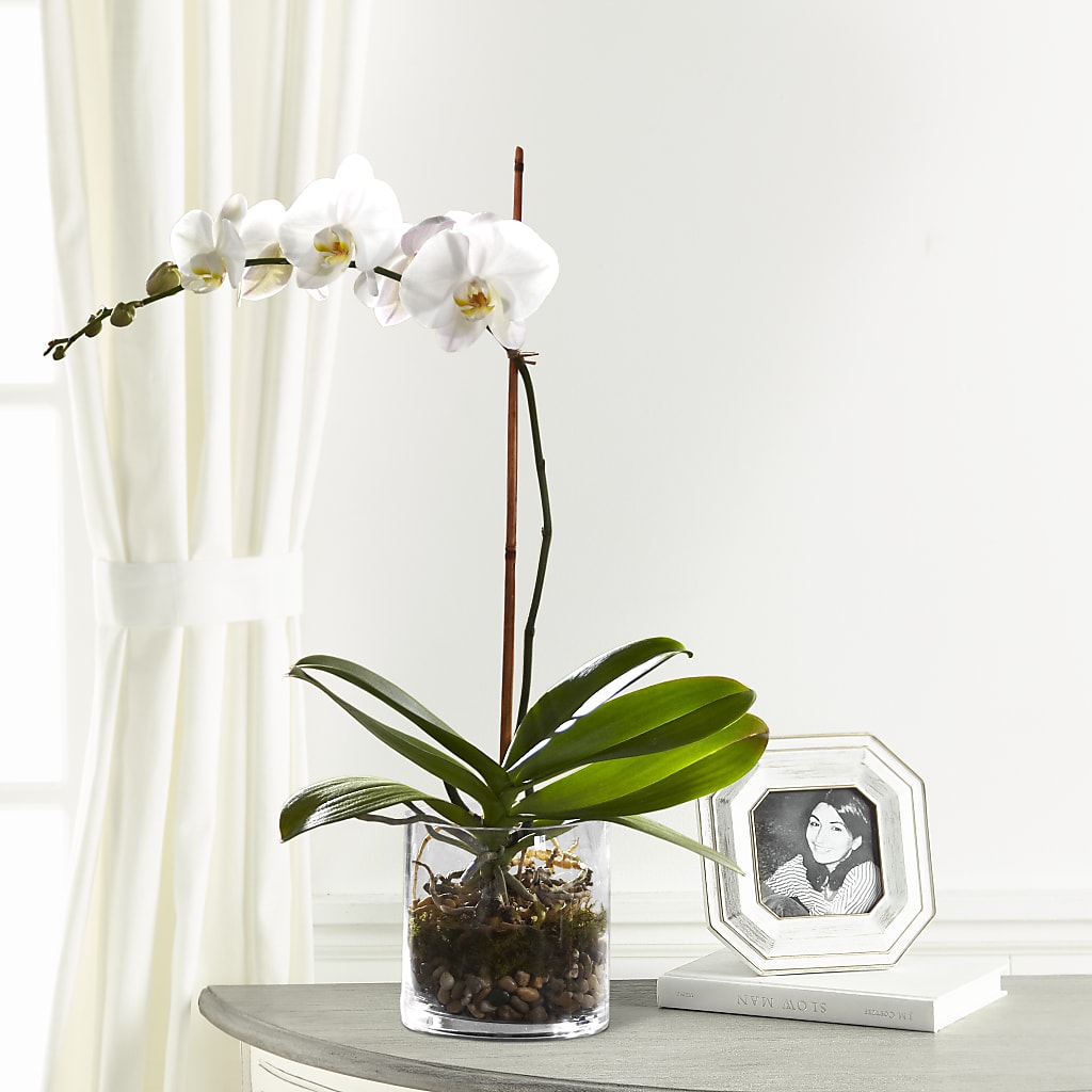 White Orchid Planter – CHESAPEAKE FLORAL & GIFTS, Chesapeake VA