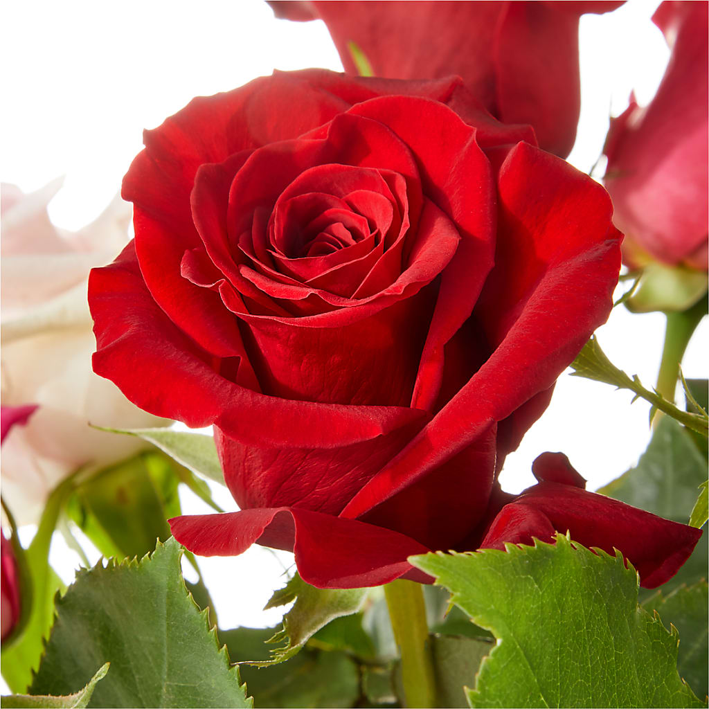 Love Notes Rose Bouquet – CHESAPEAKE FLORAL & GIFTS, Chesapeake VA