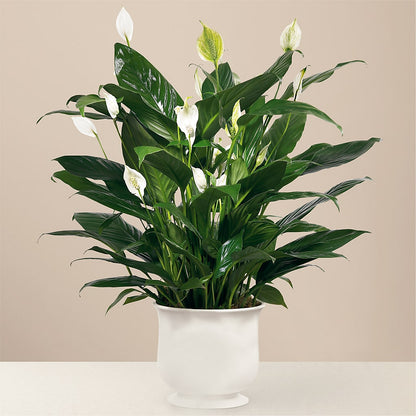 Comfort Planter – CHESAPEAKE FLORAL & GIFTS, Chesapeake VA