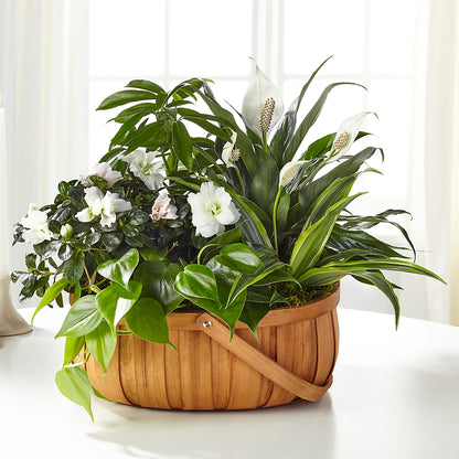 Serene Dishgarden – CHESAPEAKE FLORAL & GIFTS, Chesapeake VA