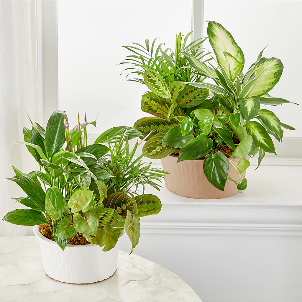 Balance & Harmony Dishgarden – CHESAPEAKE FLORAL & GIFTS, Chesapeake VA