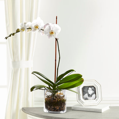 White Orchid Planter – CHESAPEAKE FLORAL & GIFTS, Chesapeake VA